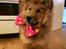 Eurasier Enzo ( Balule's Inxs)