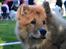 Eurasier Enzo ( Balule's Inxs)