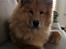 Eurasier Enzo ( Balule's Inxs)