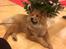 Eurasier Enzo ( Balule's Inxs)