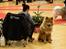 Eurasier Enzo ( Balule's Inxs) - anden udstilling