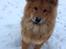 Eurasier Enzo ( Balule's Inxs)