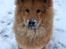 Eurasier Enzo ( Balule's Inxs)