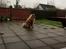 Eurasier Enzo ( Balule's Inxs)
