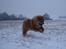 Eurasier Enzo ( Balule's Inxs)