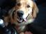 Golden retriever Carlo - 14.02.16 - Fødselsdag om 3 dage, håber de har købt gode gaver!