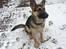 Schæferhund Thor - Endelig kom begge ører op :) 5 ½ måned gammel