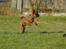 Griffon petit brabancon Karmdal Grandioso 