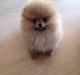 Pomeranian Bunny 