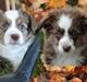 Miniature American Shepherd Little Moon Aussie's CherryMilk (Cif)
