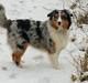 Australian shepherd Shela