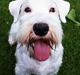 Sealyham terrier Asterix