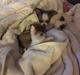 Chihuahua Gucci 