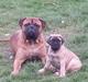 Bullmastiff Boulevard of fames Effi