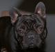 Fransk bulldog Ejnar