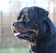 Rottweiler BASUKA 2 VOM HAUSE WENORRA