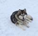 Alaskan malamute silver