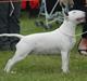 Bullterrier Amy