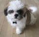 Shih tzu Felix