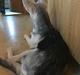 Alaskan husky Skæbnens Cille *RIP*