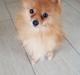 Pomeranian Jimmybrian 