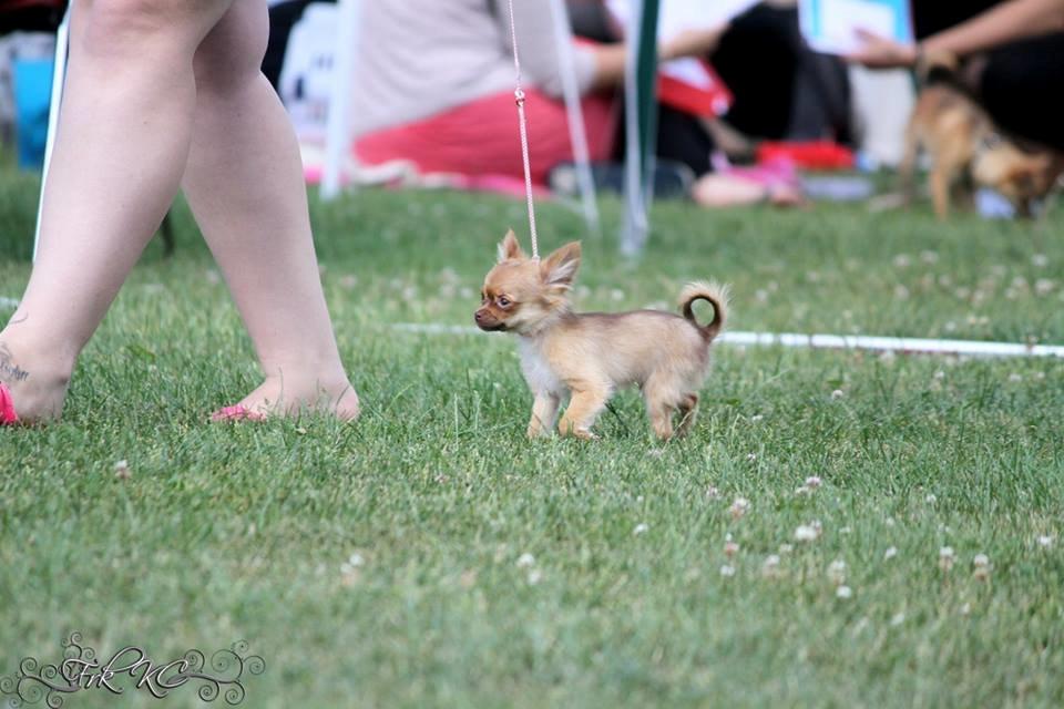Chihuahua Kennel Little Joy Sif Nelley billede 18