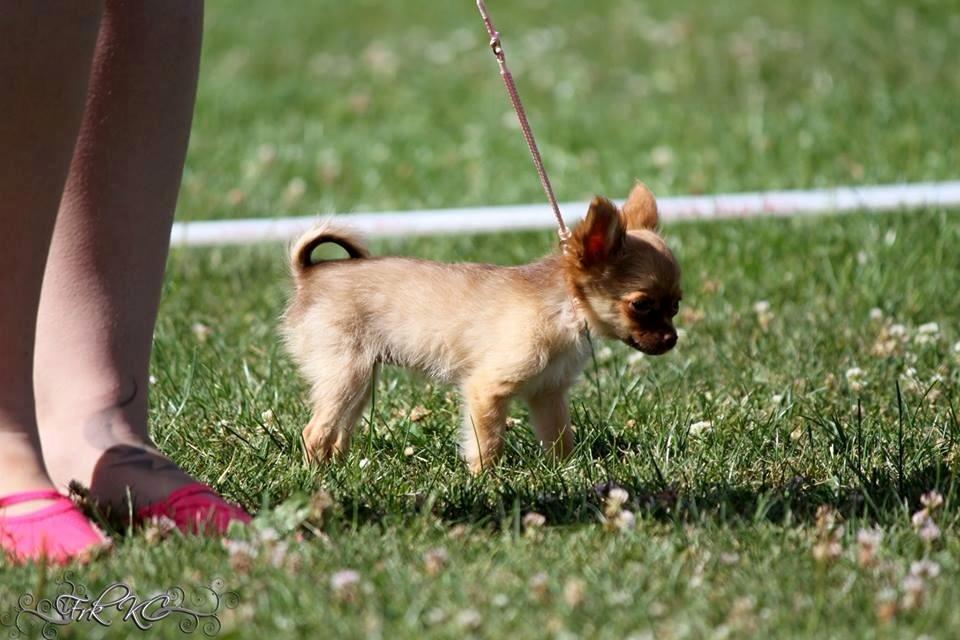 Chihuahua Kennel Little Joy Sif Nelley billede 19