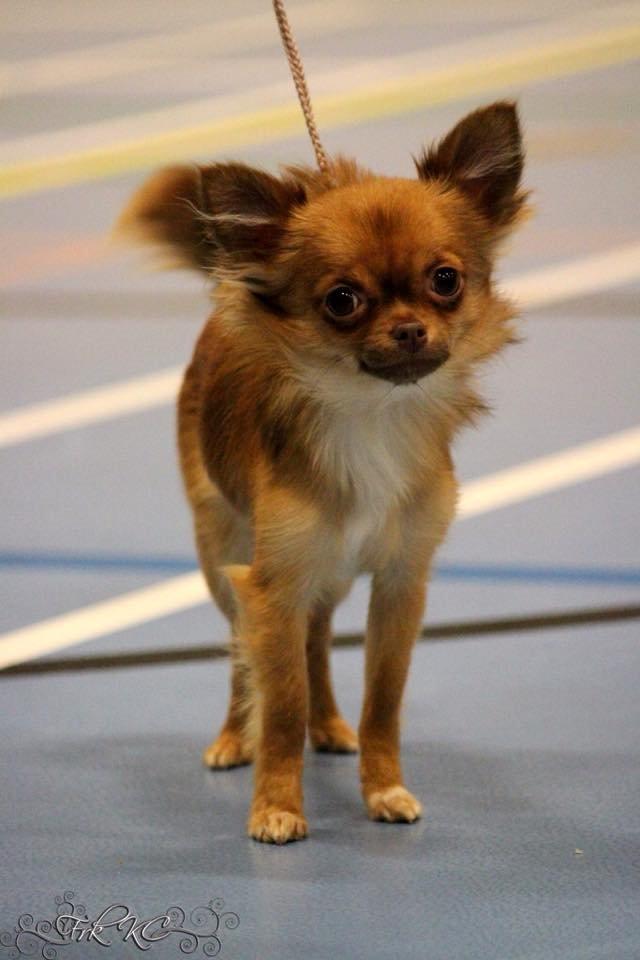 Chihuahua Kennel Little Joy Sif Nelley billede 20