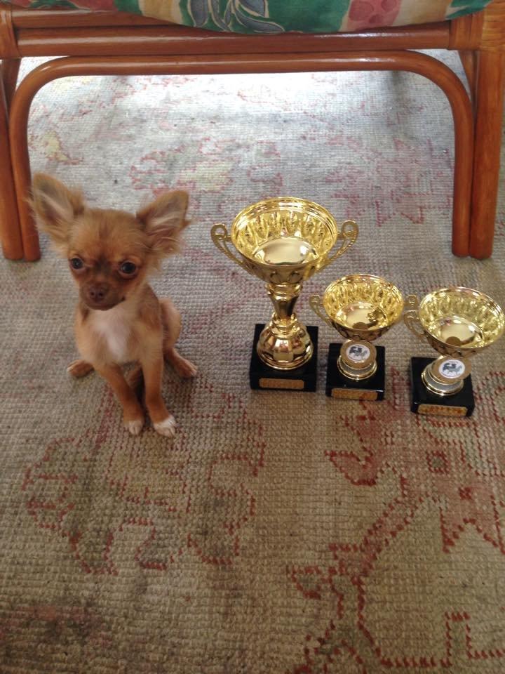 Chihuahua Kennel Little Joy Sif Nelley billede 22