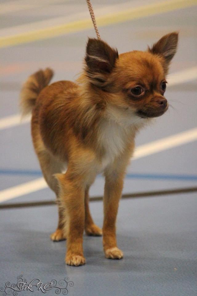 Chihuahua Kennel Little Joy Sif Nelley billede 21