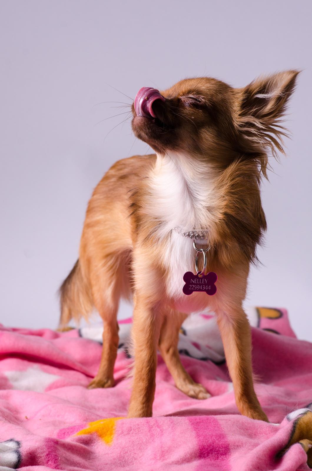 Chihuahua Kennel Little Joy Sif Nelley billede 23