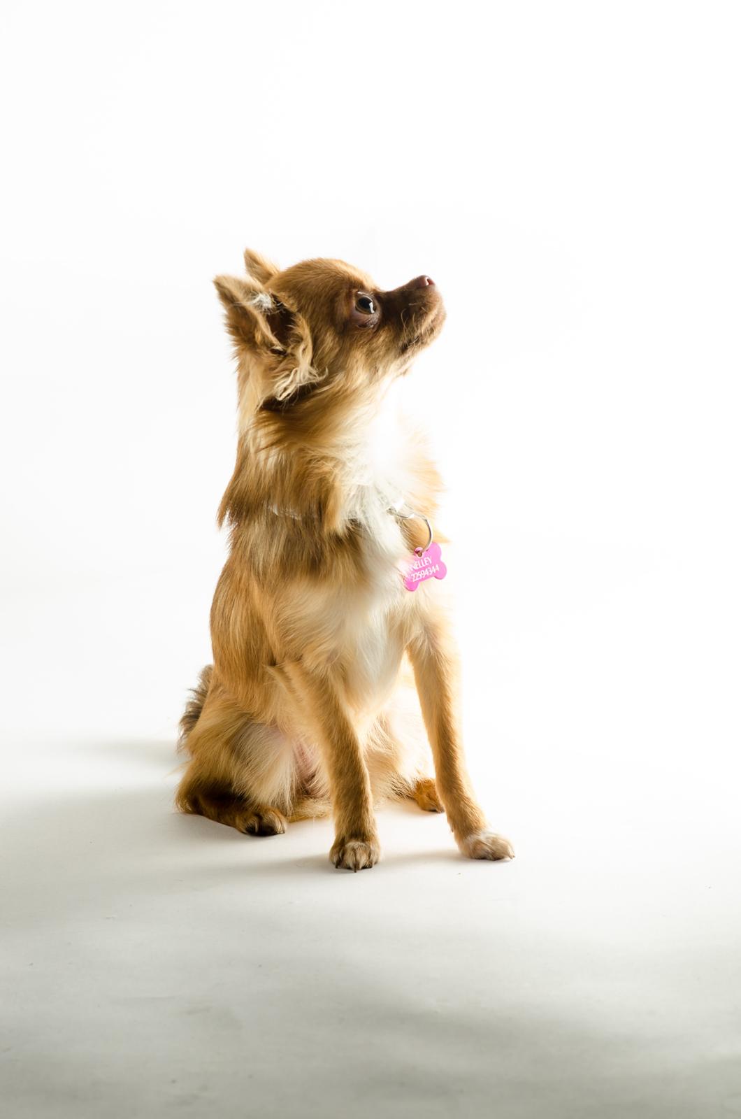 Chihuahua Kennel Little Joy Sif Nelley billede 25