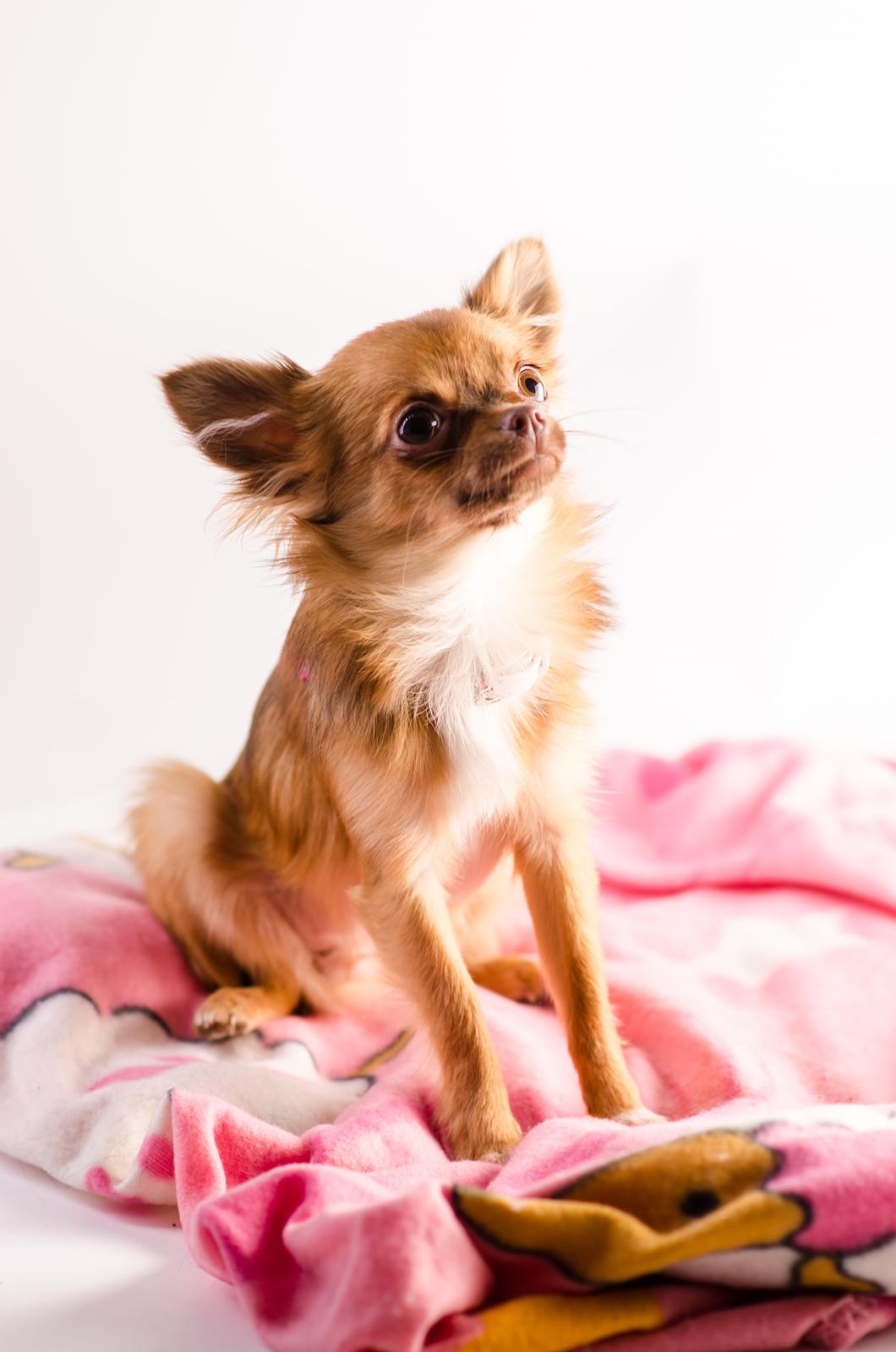 Chihuahua Kennel Little Joy Sif Nelley billede 24