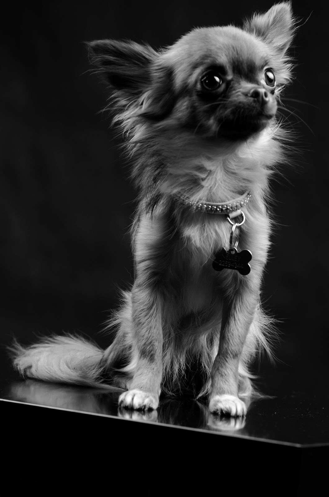 Chihuahua Kennel Little Joy Sif Nelley billede 26