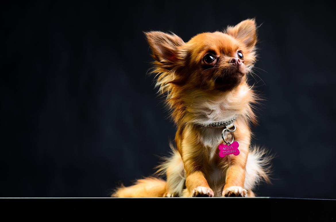 Chihuahua Kennel Little Joy Sif Nelley billede 27