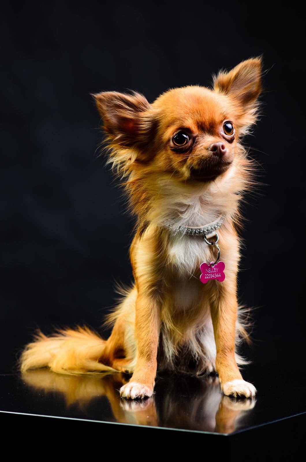 Chihuahua Kennel Little Joy Sif Nelley billede 29