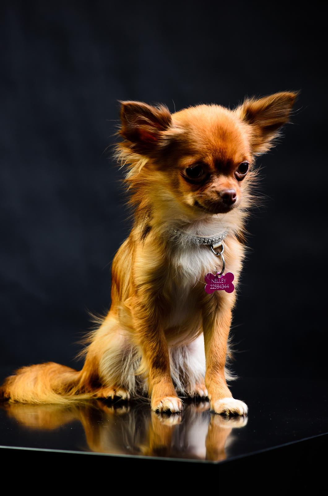 Chihuahua Kennel Little Joy Sif Nelley billede 30