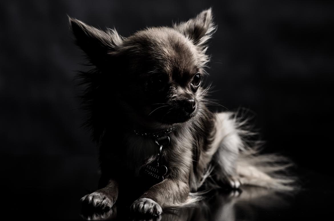 Chihuahua Kennel Little Joy Sif Nelley billede 31