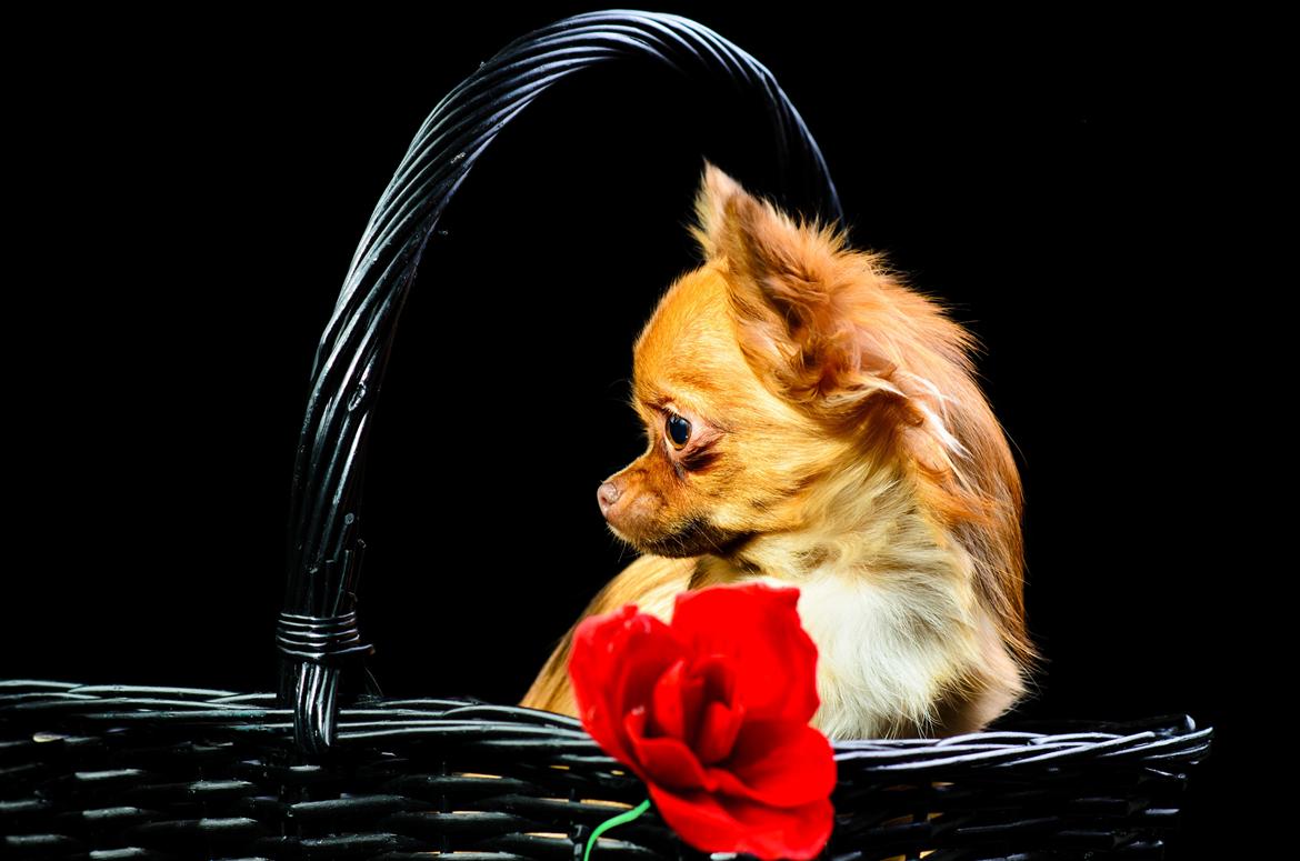 Chihuahua Kennel Little Joy Sif Nelley billede 32