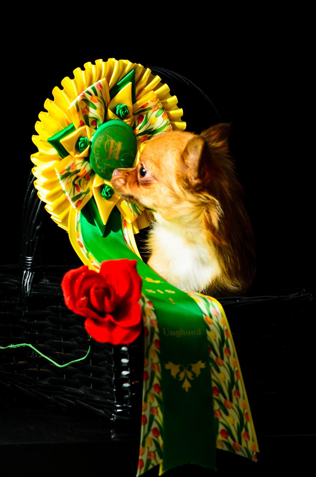 Chihuahua Kennel Little Joy Sif Nelley billede 33