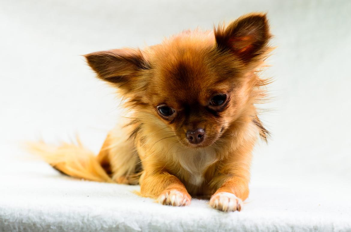 Chihuahua Kennel Little Joy Sif Nelley billede 34