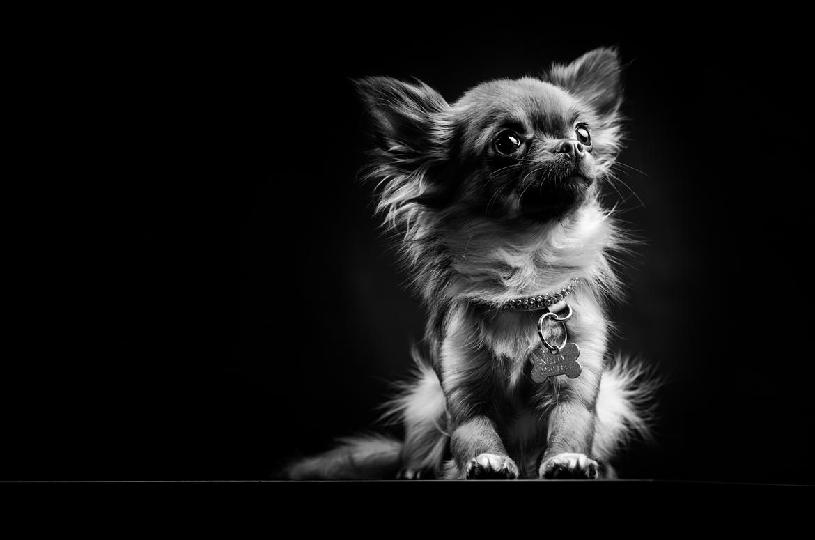 Chihuahua Kennel Little Joy Sif Nelley billede 28