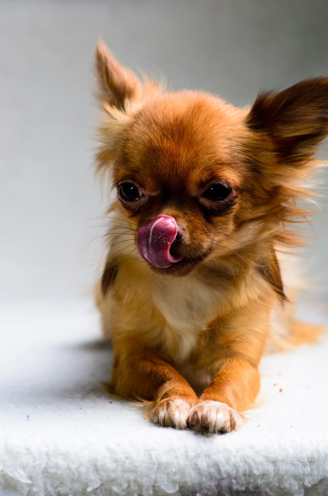 Chihuahua Kennel Little Joy Sif Nelley billede 36