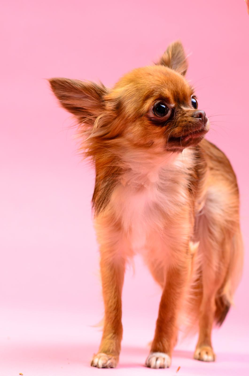 Chihuahua Kennel Little Joy Sif Nelley billede 37