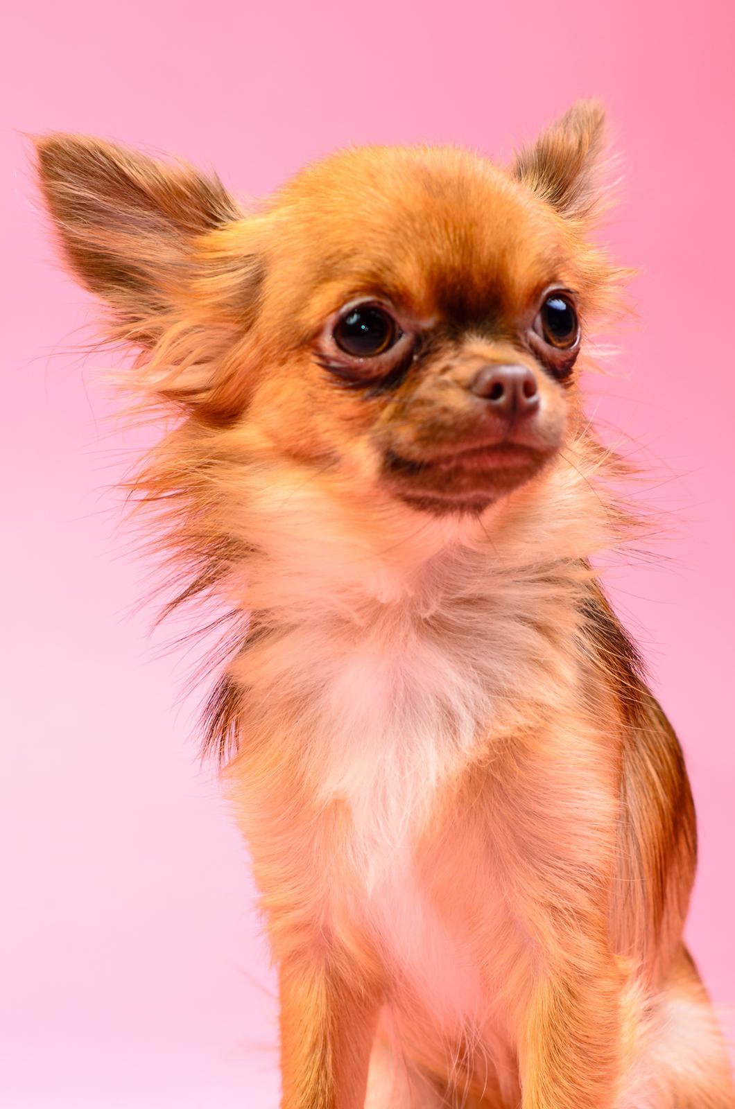 Chihuahua Kennel Little Joy Sif Nelley billede 38