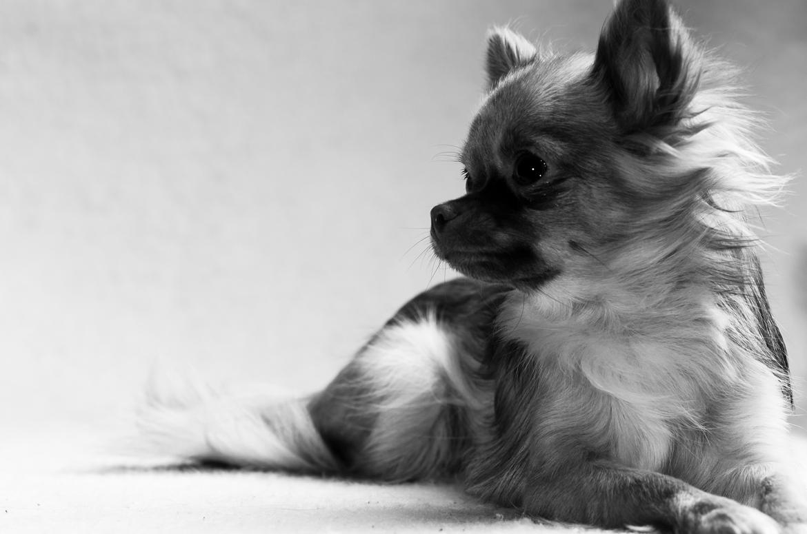 Chihuahua Kennel Little Joy Sif Nelley billede 35