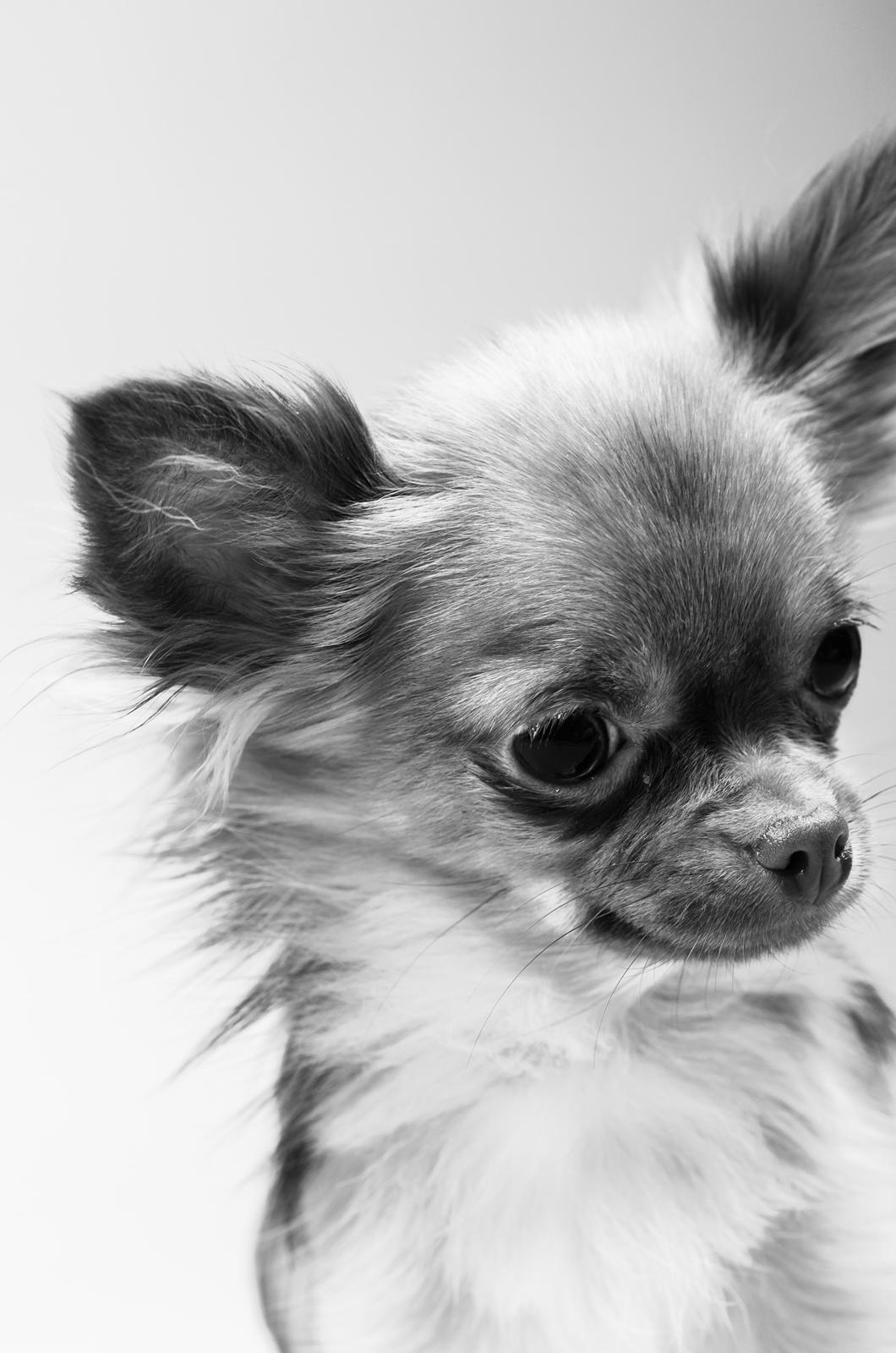 Chihuahua Kennel Little Joy Sif Nelley billede 39