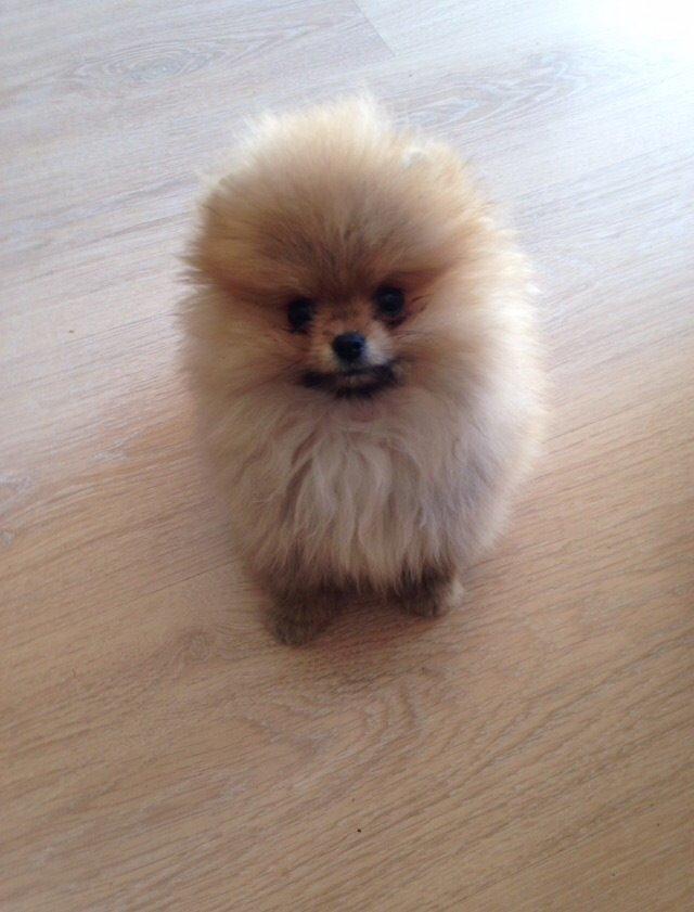 Pomeranian Bunny  billede 1