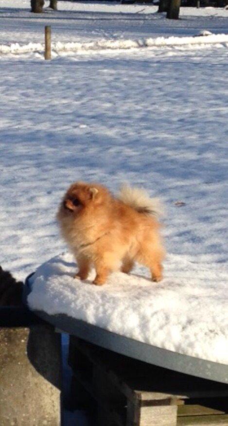 Pomeranian Cæsar billede 2