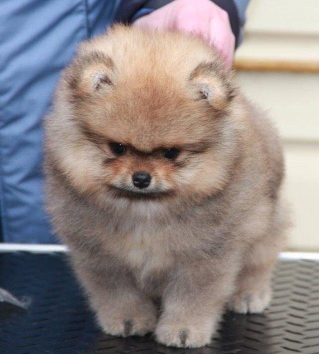 Pomeranian Cæsar billede 8